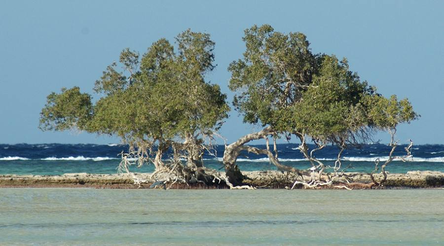 Mangrovie ad Abu Ghusun