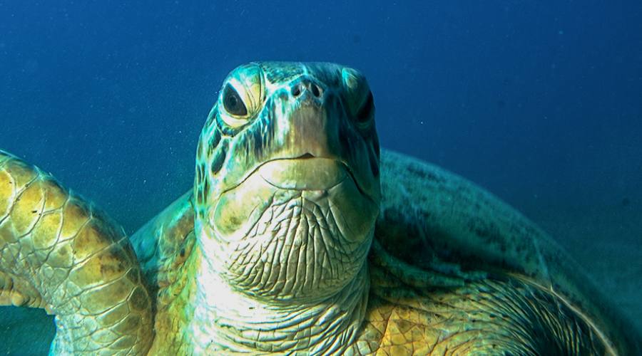 Abu Dabbab: tartaruga