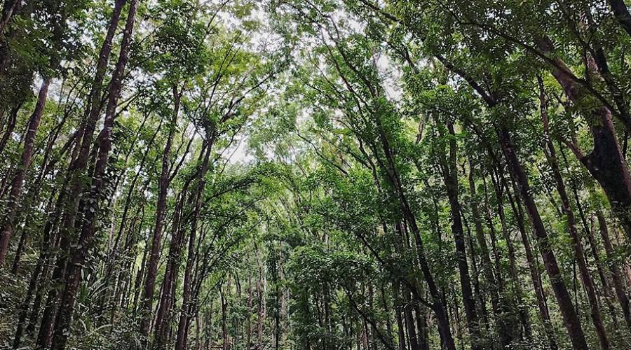 Bohol, foresta di mogano