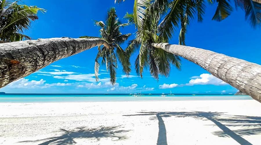 Palme sulla spiaggia di Boracay