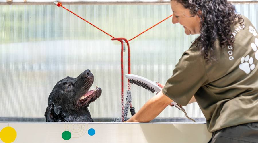 Dog Wash