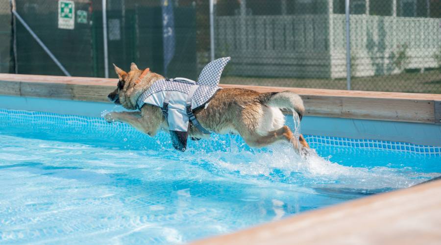 Cane in piscina