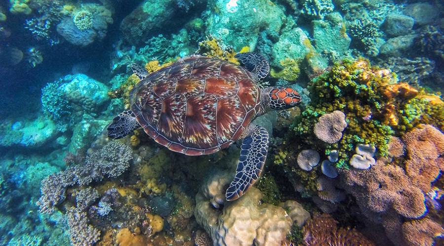 Dumaguete, una tartaruga marina