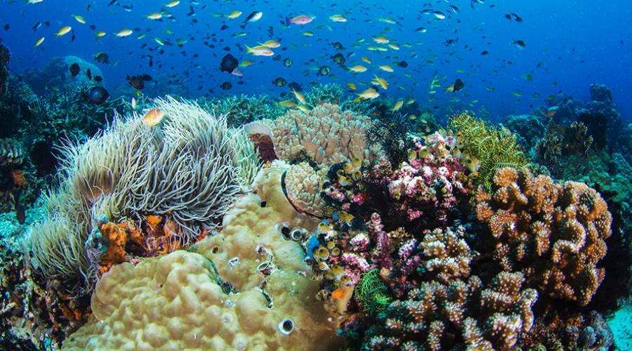 Dumaguete, i fondali di Apo Island