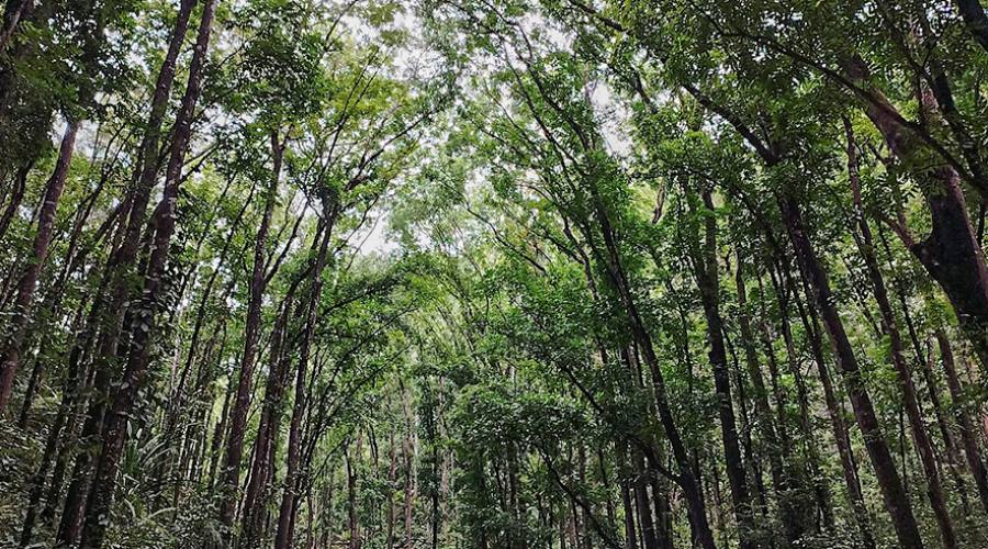 Bohol, foresta di mogano