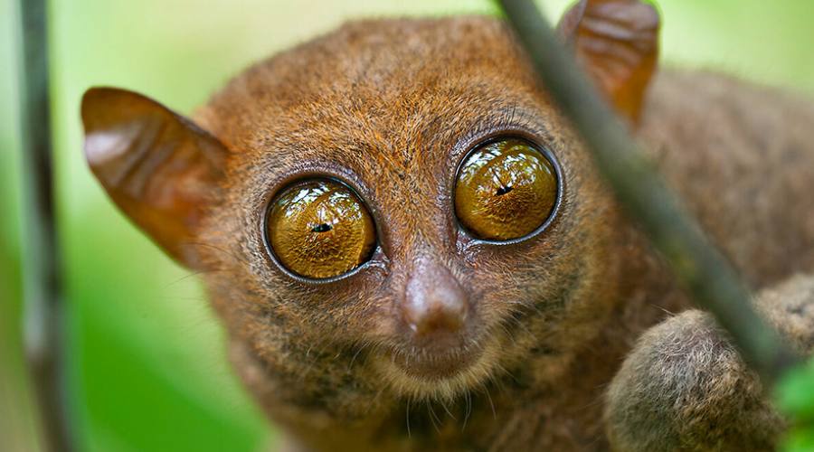 Il Tarsio delle Filippine