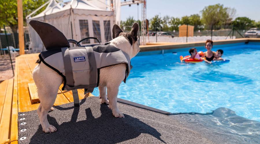Piscina Cani