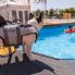 Piscina Cani