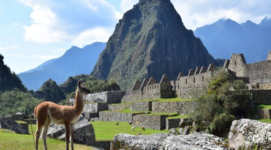 Lama en Machu Picchu