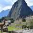 Lama en Machu Picchu