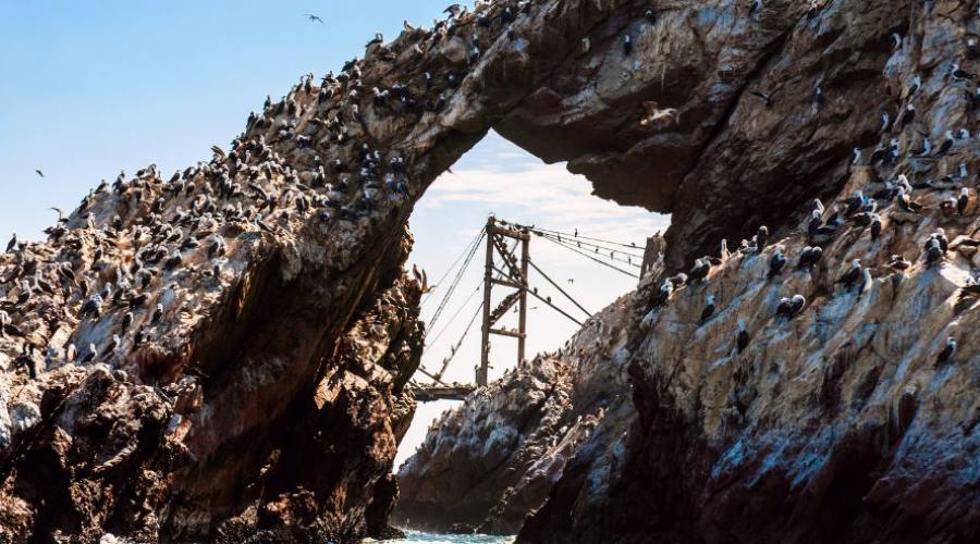 Islas Ballestas, Paracas
