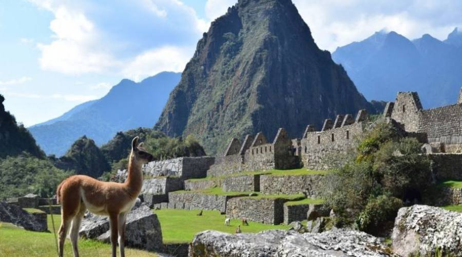 Lama en Machu Picchu