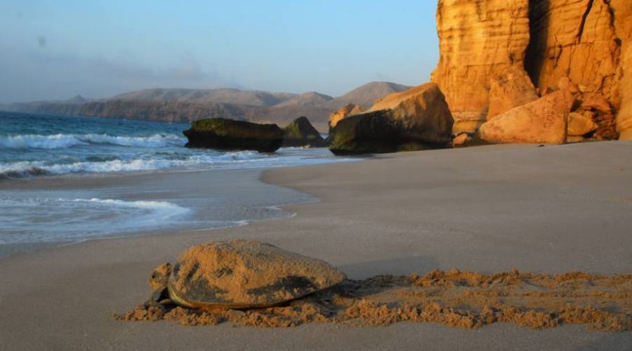 Le tartarughe di Ras Al Jinz