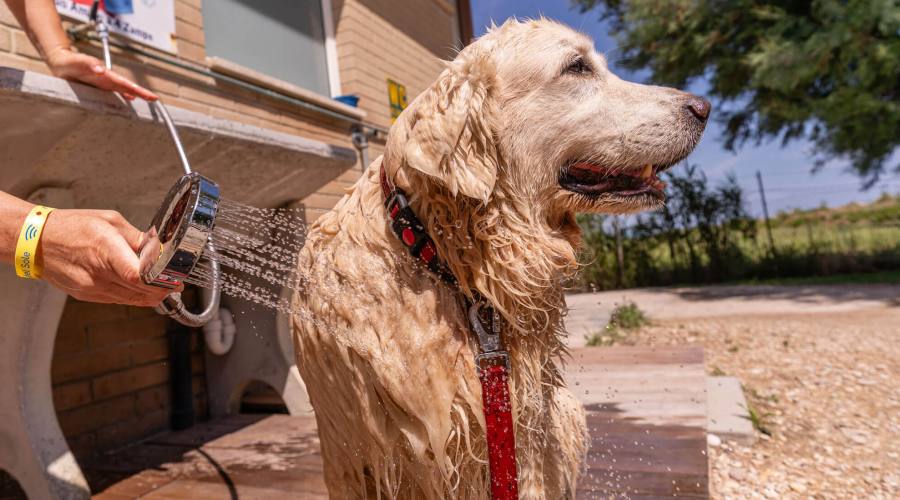 Dog Wash
