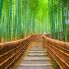 Foresta de bamb&uacute;, kioto