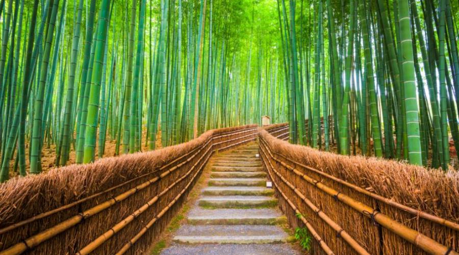 Foresta de bamb&uacute;, Kioto