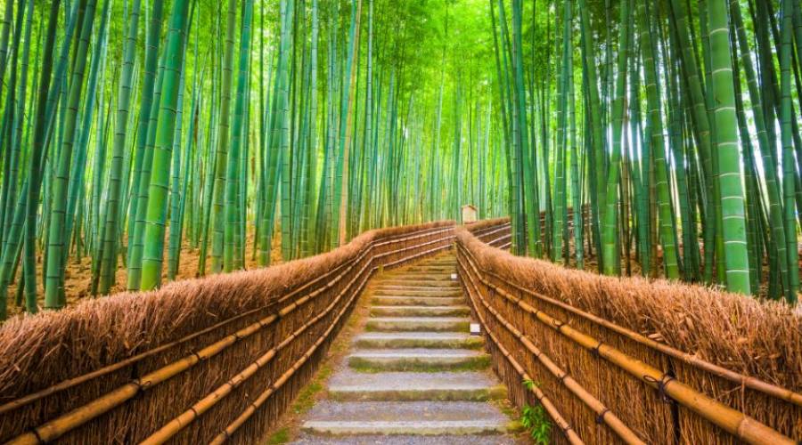 Foresta de bamb&uacute;, Kioto