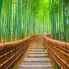 Foresta de bamb&uacute;, Kioto