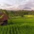 Risale di Bali 