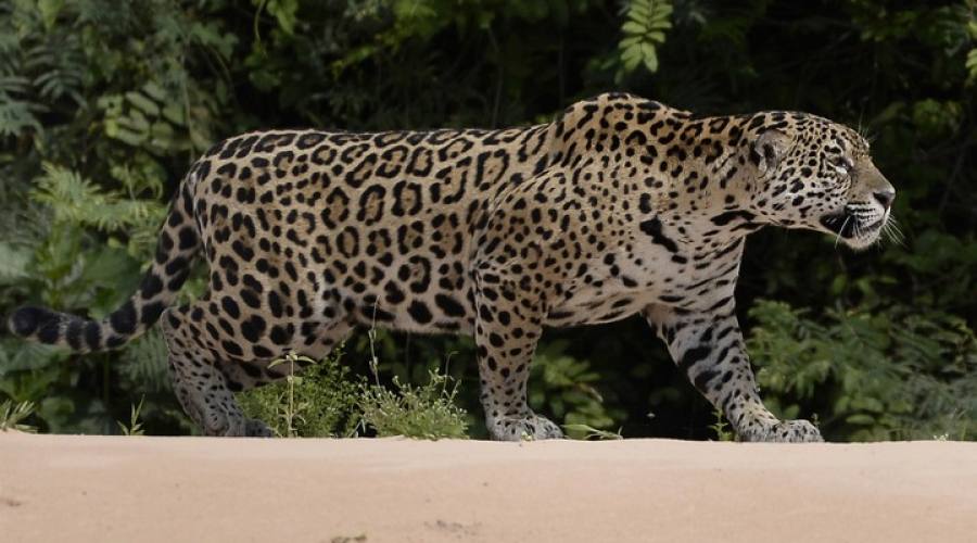 Giaguaro nel Pantanal
