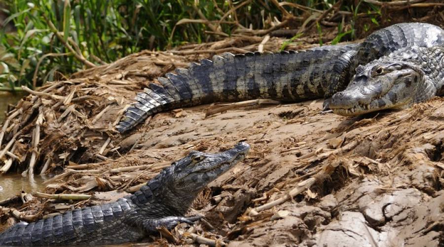 Pantanal Caimani