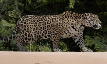 Tour Privato - Chapada dos Guimarães - Pantanal - Jaguar Safari - Bonito