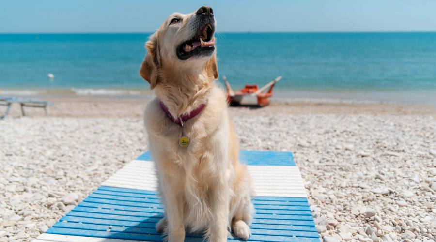 Dog Beach