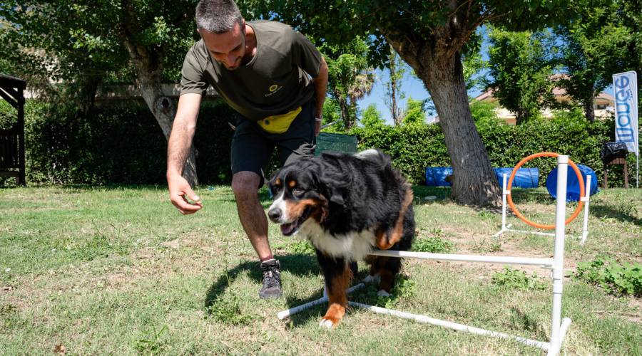 Agility 