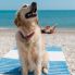 Dog Beach