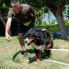 Agility 