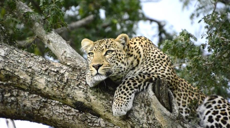 Leopardo agli Aberdares