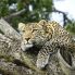 Leopardo agli Aberdares