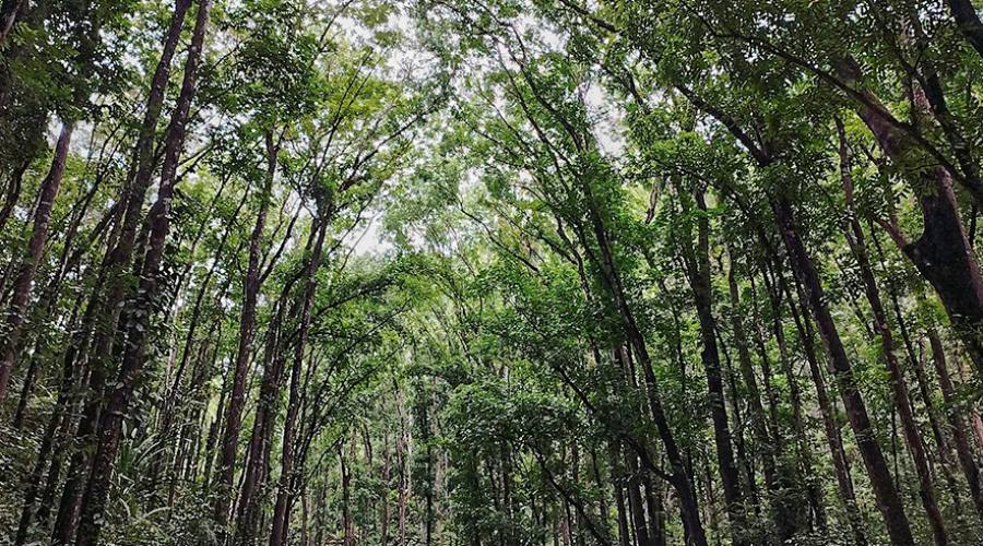 La Foresta di Mogano