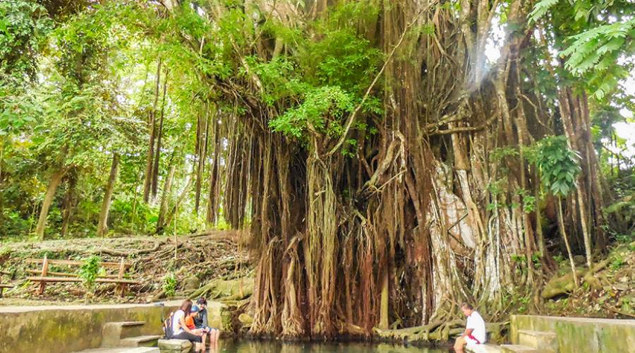 Un albero di balete