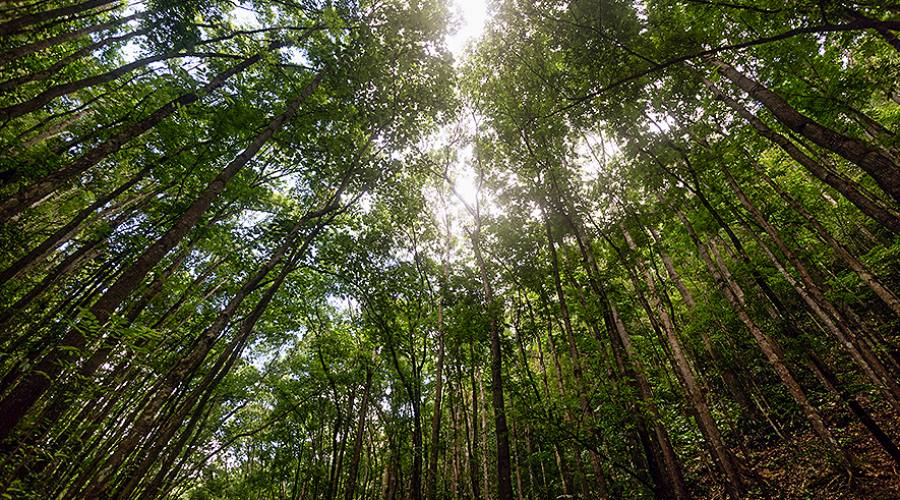 La foresta di mogano