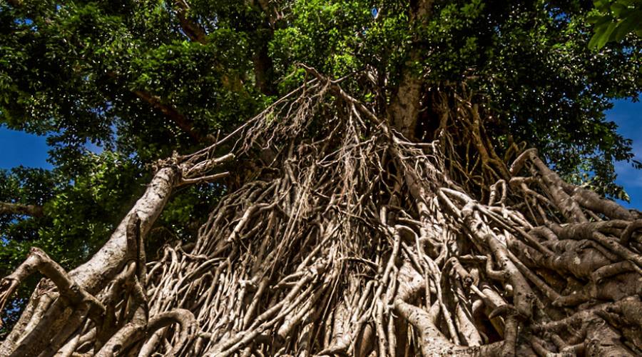 Un albero di balete