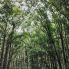 La Foresta di Mogano