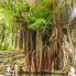 Un albero di balete