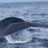 Una balena