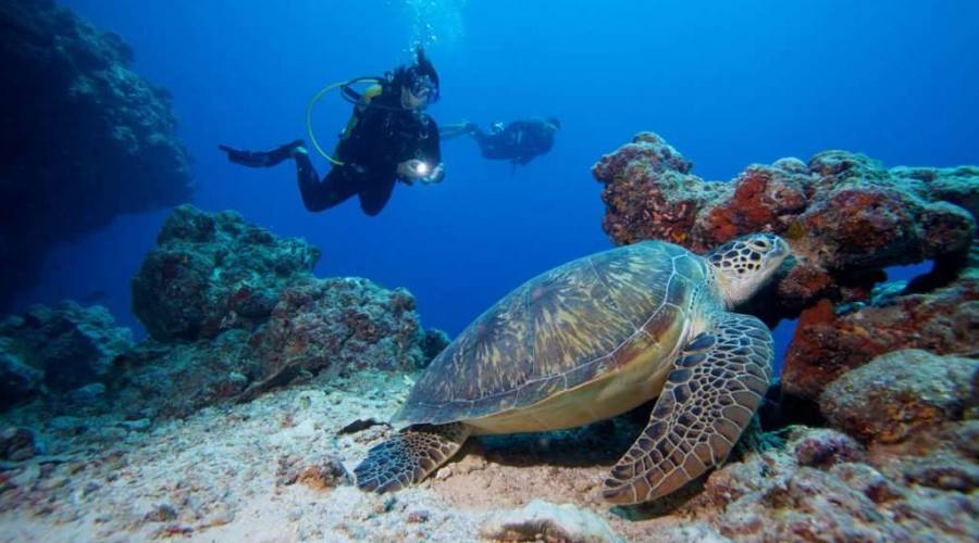 Komandoo, Diving