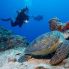 Komandoo, Diving