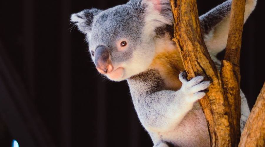 Koala