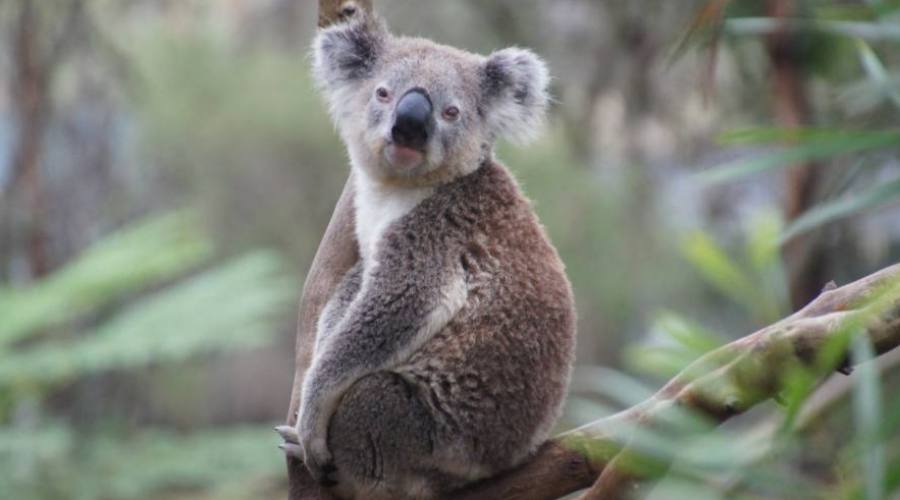 Koala