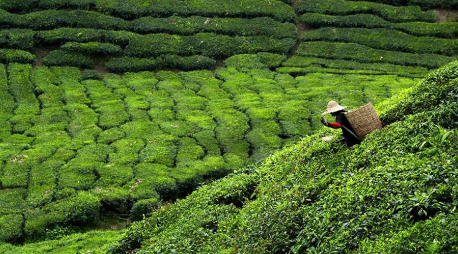 Raccolta del tè a Nuwara Eliya