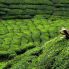 Raccolta del tè a Nuwara Eliya