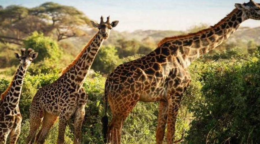 giraffe al parco tsavo