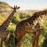 giraffe al parco tsavo