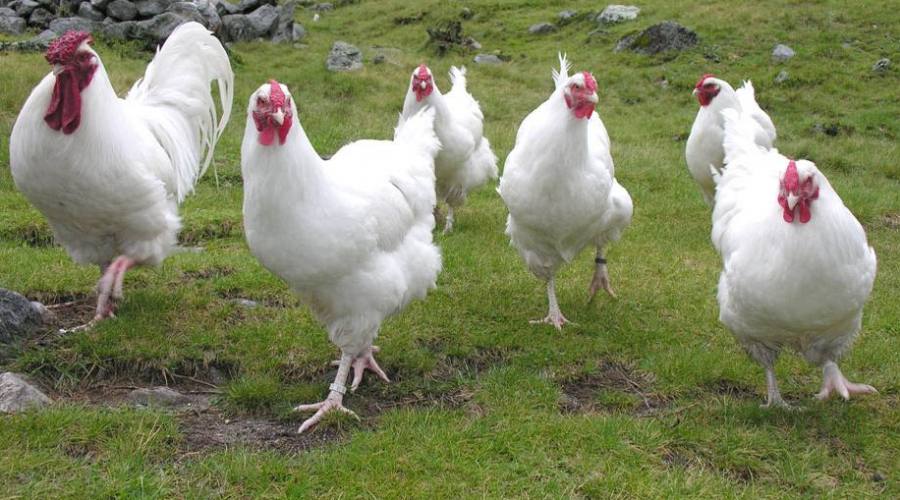 galline in fattoria