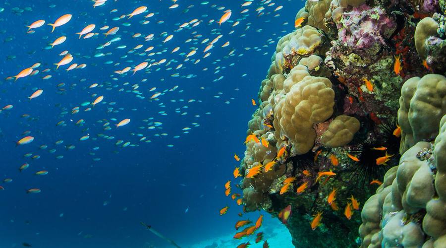Diving