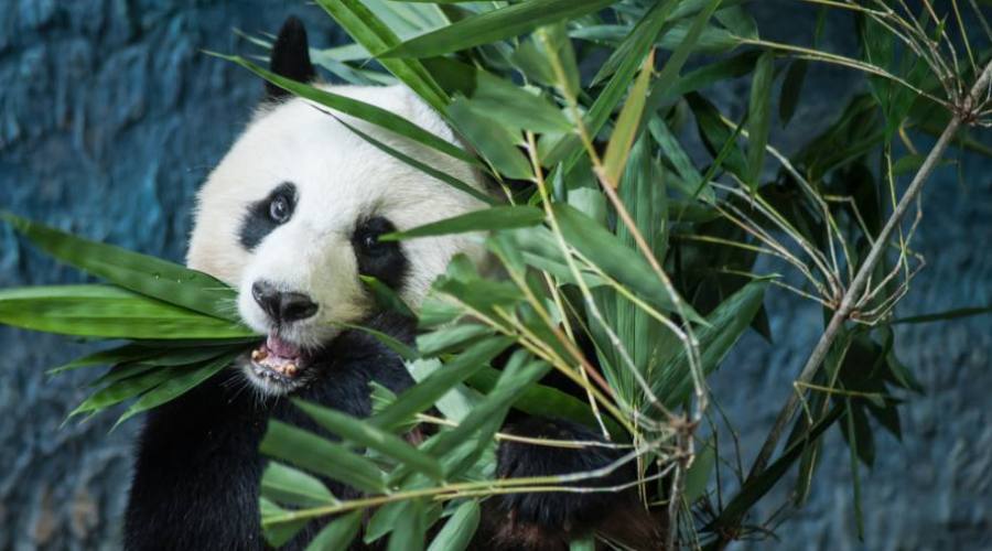 Chengdu: Centro Conservazione Panda